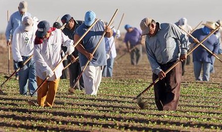 厉害了我的哥 移民带动澳洲农业发展