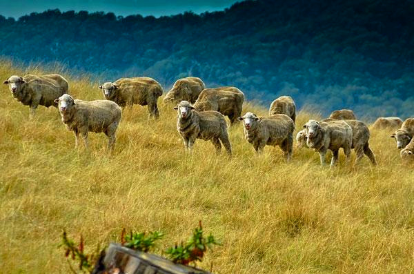 出国种田 中国在澳洲购买农场再掀热潮