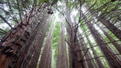 喜讯！澳洲墨尔本多地房价逆市高涨