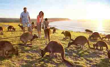 360度VR体验南澳大利亚袋鼠岛