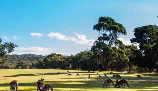 澳大利亚旅行申报重大变化，电子旅客声明DPD系统上线，手把手教您填报DPD!