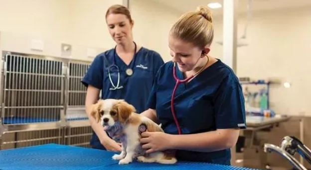 澳洲TAFE热门课程推荐——动物照护&兽医护理