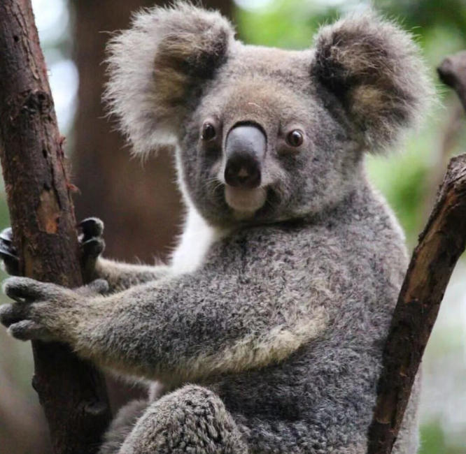 布里斯班深度指南:能抱考拉的阳光之城,藏着澳洲舒服的生活