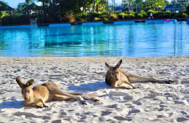 阳光之州“通关手册”——昆士兰188A→888A全流程拆解