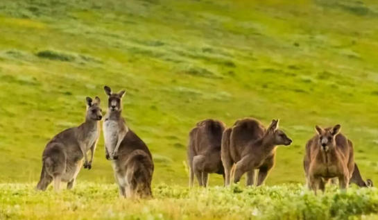 2025澳洲技术移民&ldquo;职业战场&rdquo;全图：幼教高分内卷、社工低分捡漏、技术蓝领悄悄超车