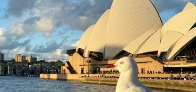 澳洲留学全景手册：从考拉到前100，只差一场高考分数的距离