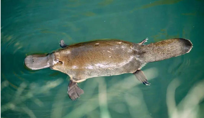 澳洲自然冷知识：千万年隔绝的大陆，藏着这些独一份的奇妙