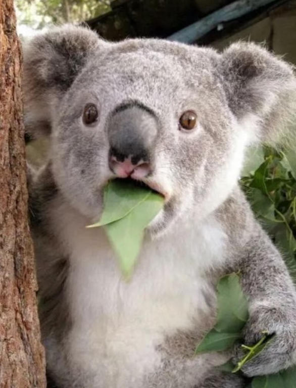 澳洲自然冷知识：千万年隔绝的大陆，藏着这些独一份的奇妙